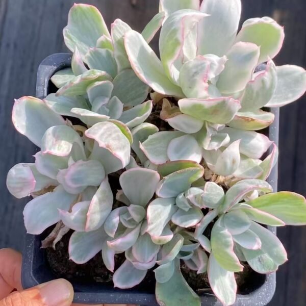 034. Echeveria ‘Berkeley’