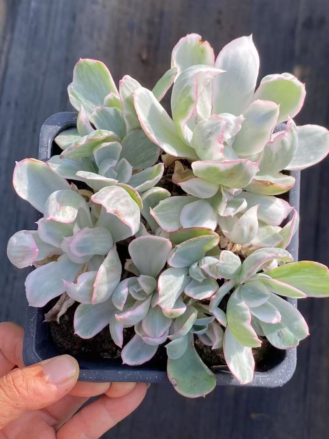 Echeveria 'Berkeley'