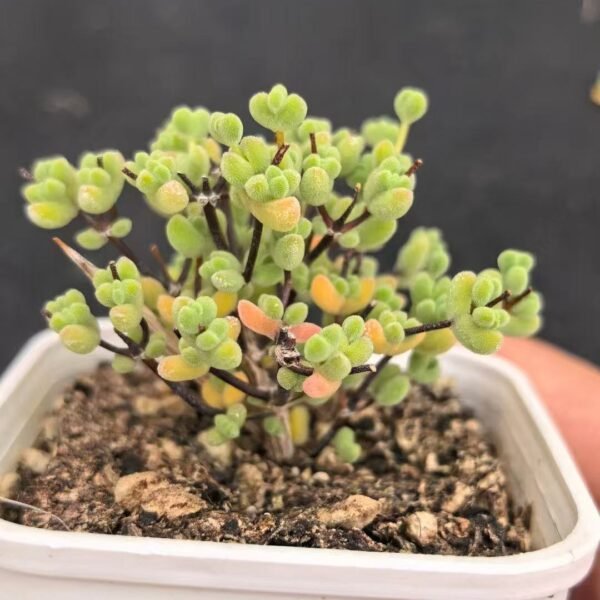 018. Ruschia sp. ‘Lais’