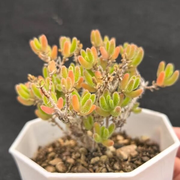 045. Ruschia sp. ‘Ice Orange’
