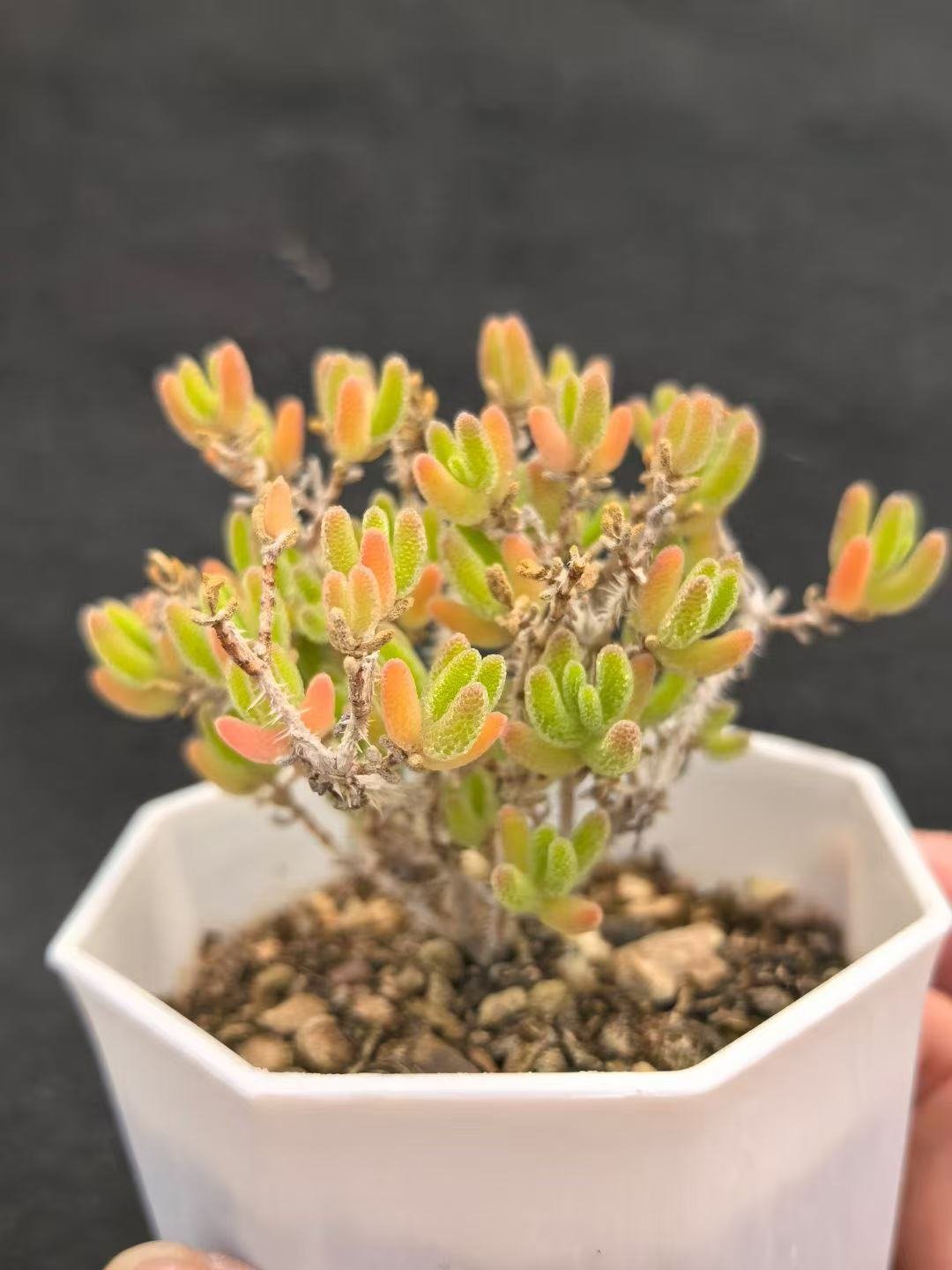 Ruschia sp. 'Ice Orange'