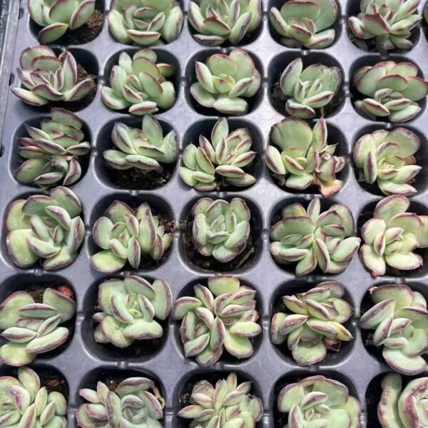 179. Echeveria agavoides ‘Romeo’