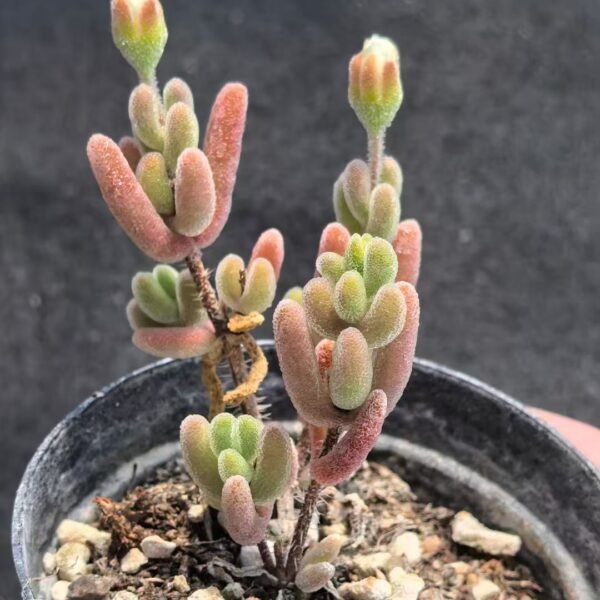 002. Crassula ‘Momiji Matsuri’