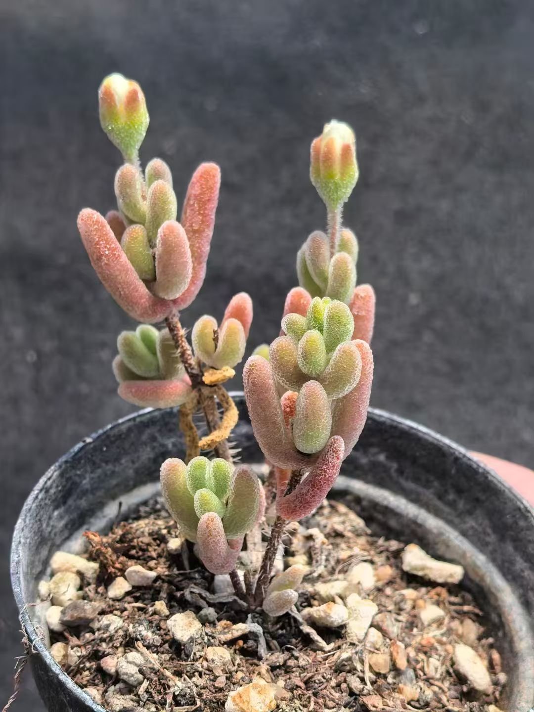 Crassula 'Momiji Matsuri'