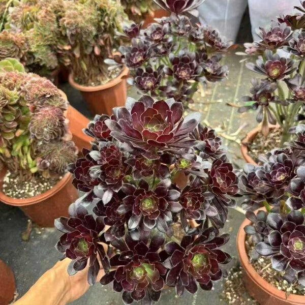 006. Aeonium arboreum ‘Atropurpureum’
