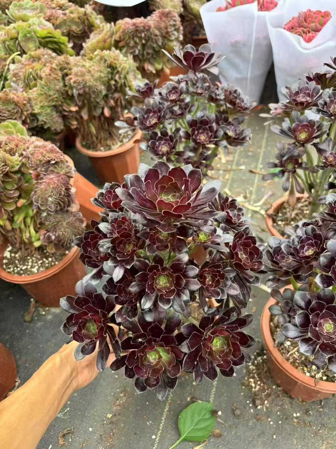 Aeonium arboreum 'Atropurpureum'