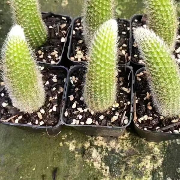 009. Cleistocactus colademononis