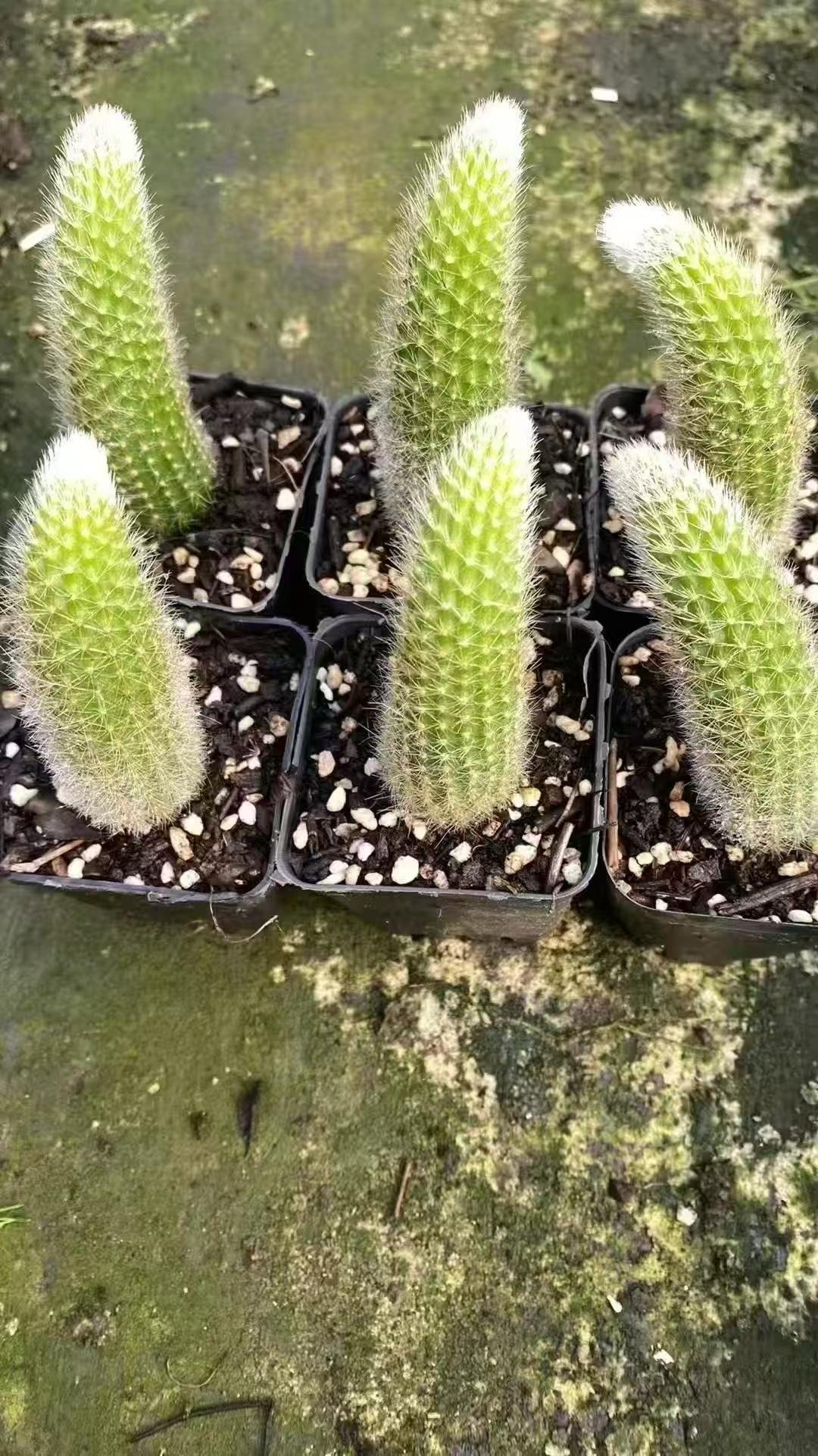 Cleistocactus colademononisCleistocactus colademononis