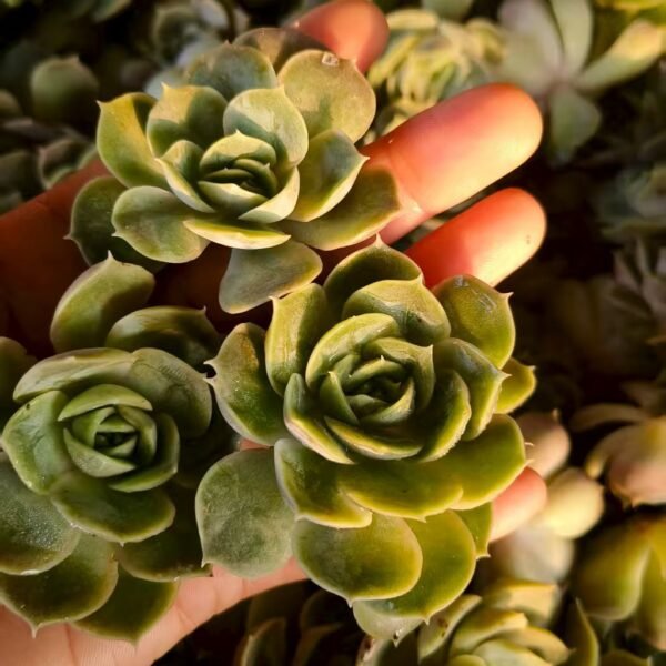 133. Echeveria ‘Onslow’
