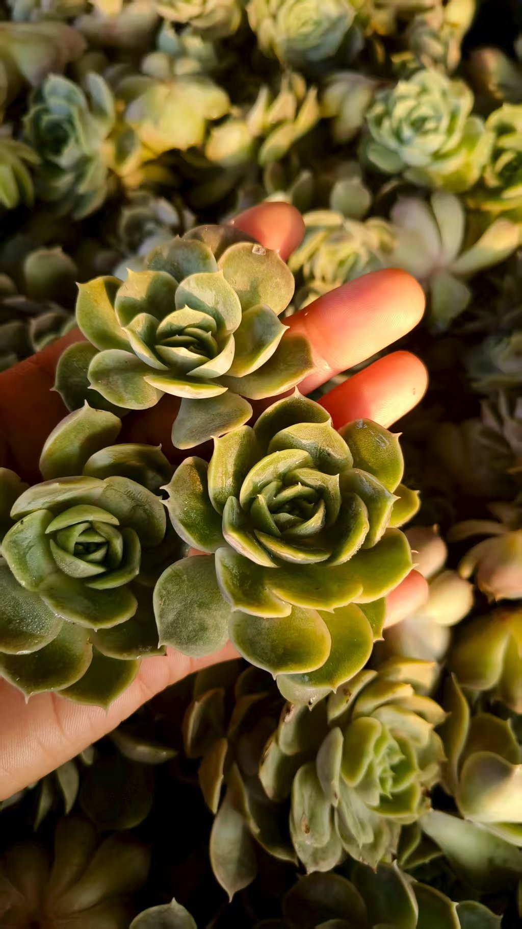 Echeveria 'Onslow'