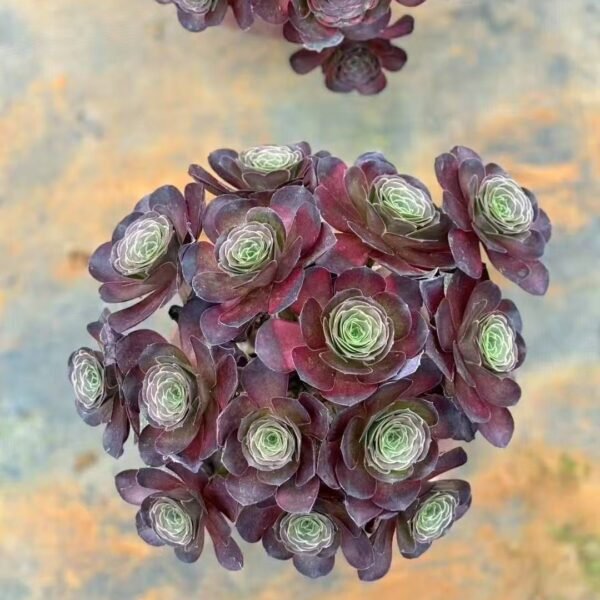005. Aeonium ‘Charm Golden Rose’