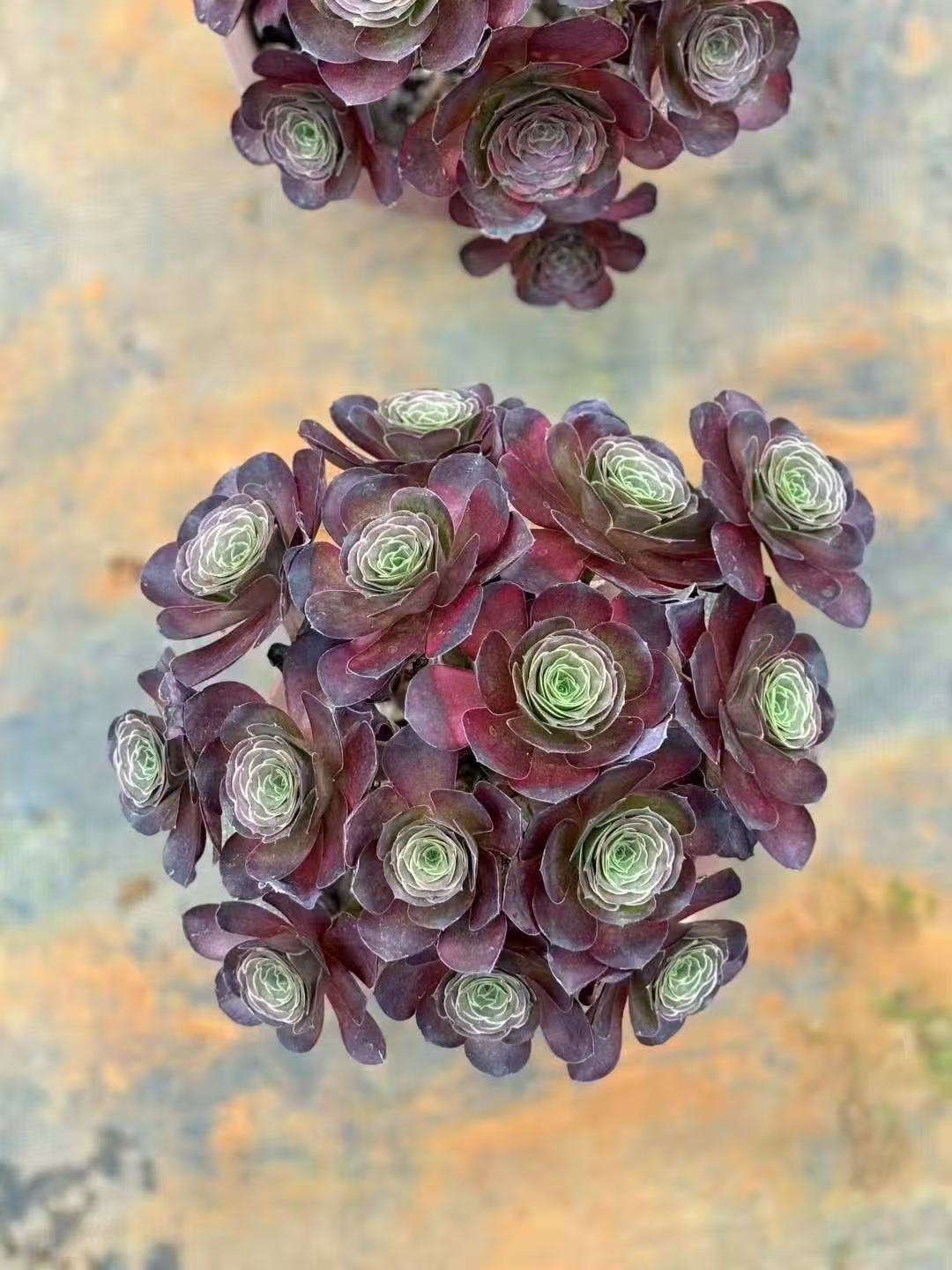 Aeonium 'Charm Golden Rose'