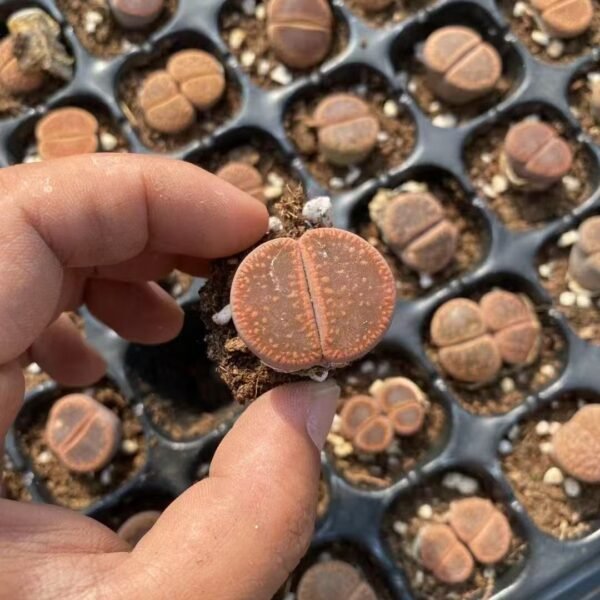 122. Lithops N.E. Br.