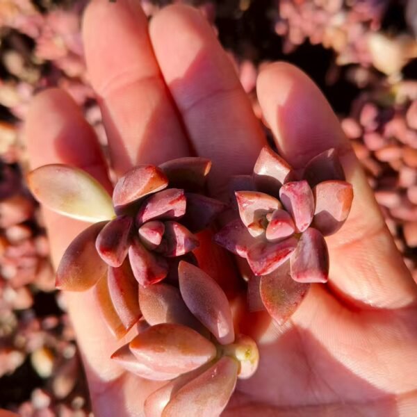 006. Graptosedum ‘Bronze’