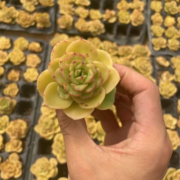 165. Echeveria ‘Rolly’