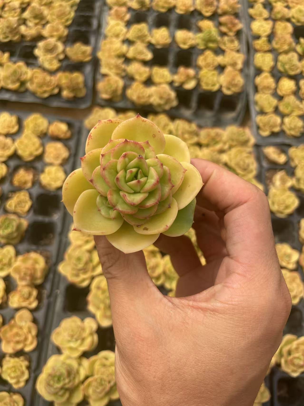 Echeveria 'Rolly'