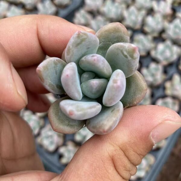 185. Graptoveria ‘Opalina’