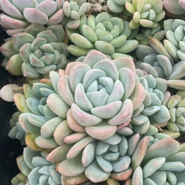 038. Echeveria elegans