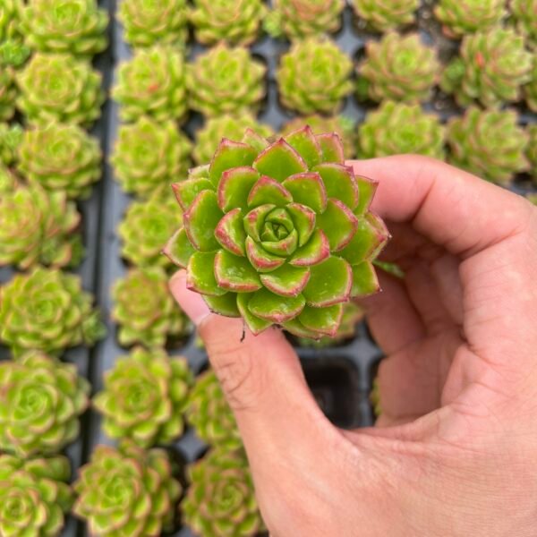176. × Sedeveria ‘Green Rose’