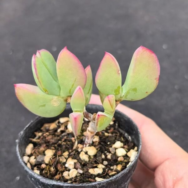 046.  Echeveria ‘Heart Dream’