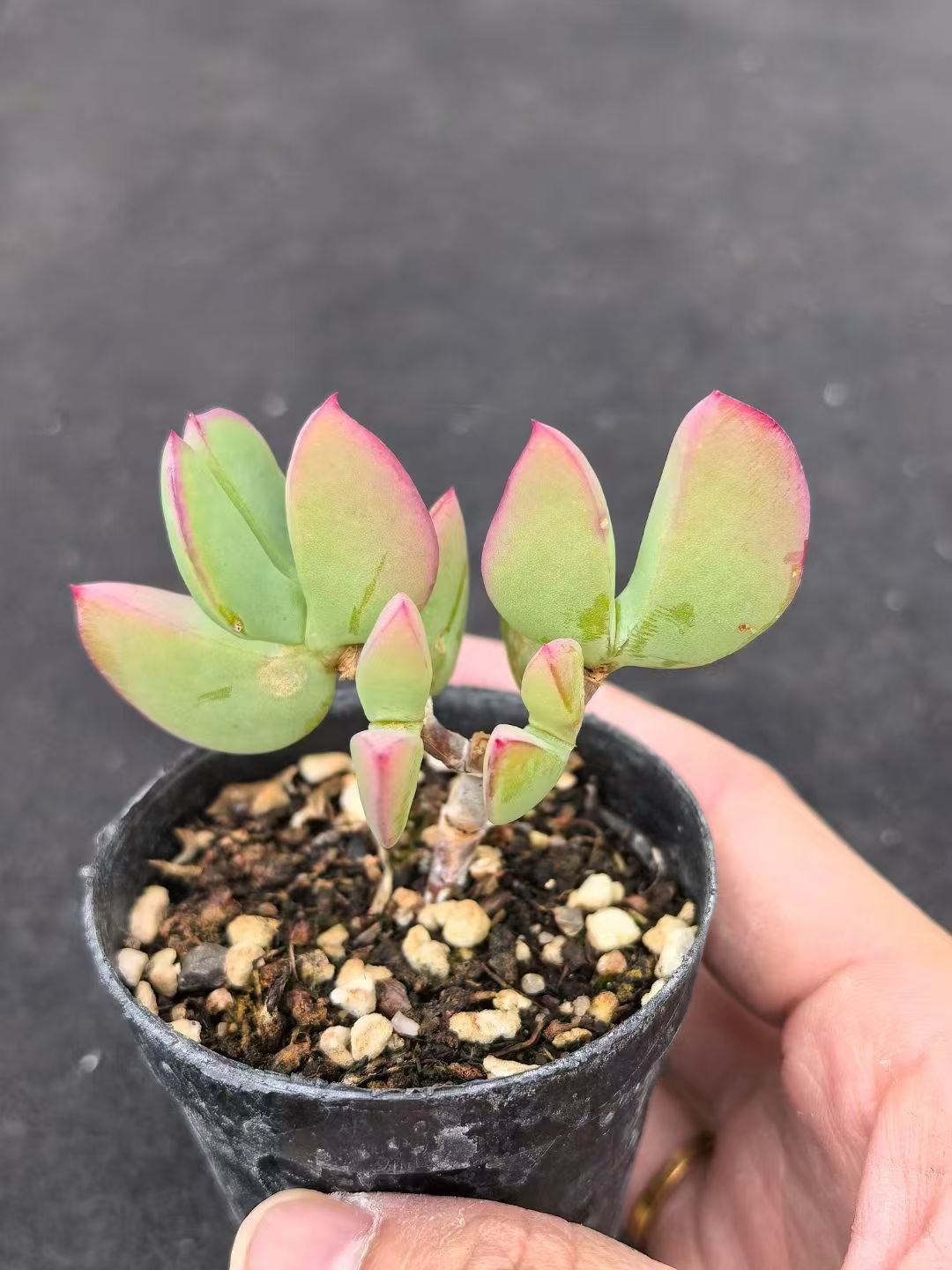 Echeveria 'Heart Dream'