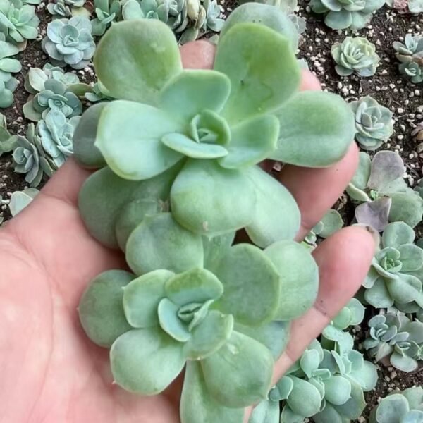 033. Echeveria ‘Blue Surprise’