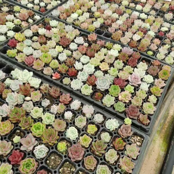 058. hybridization
