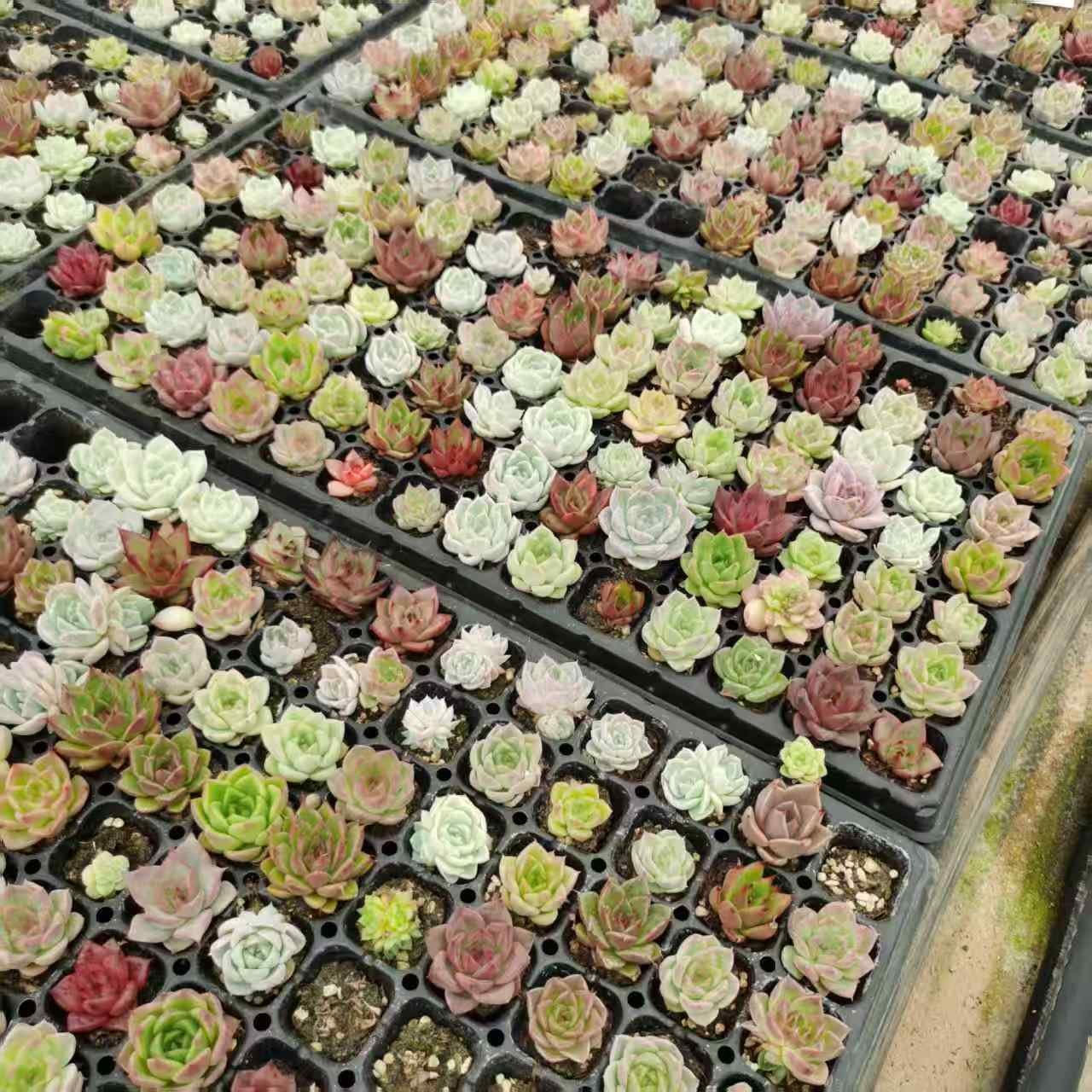 hybridization