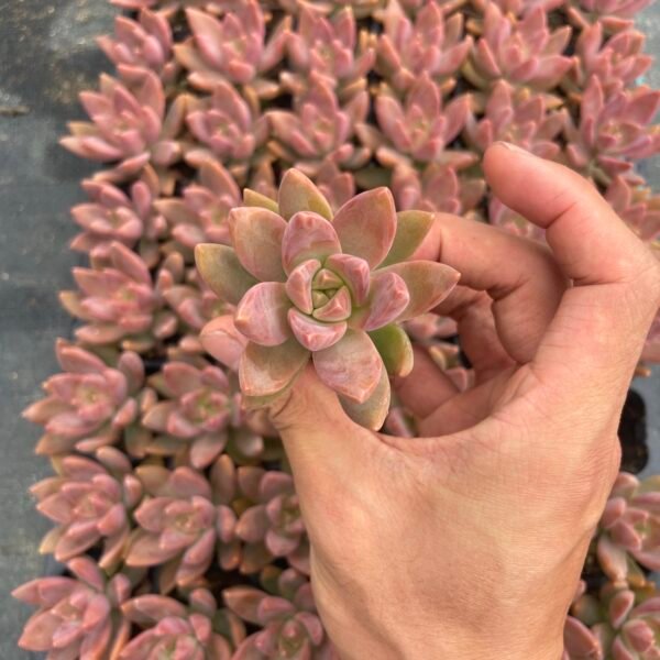 184. Graptopetalum paraguayense cv. ‘Moon Glow’