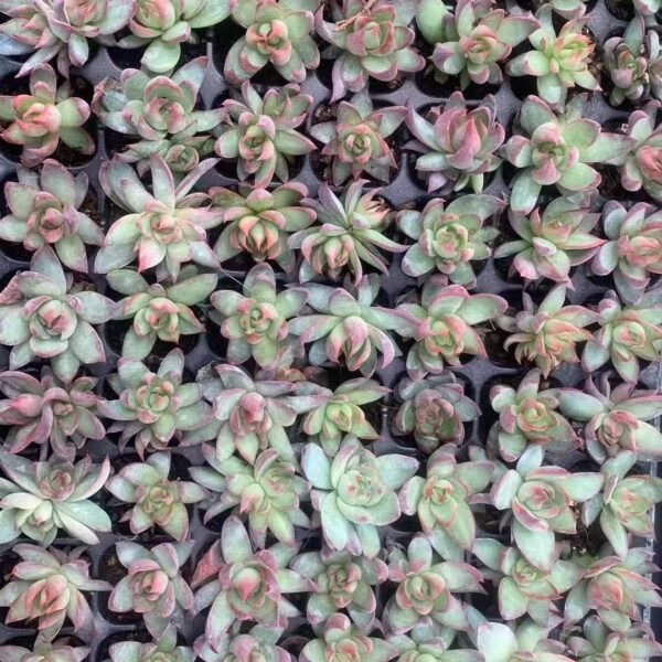 024. Echeveria ‘Casio’