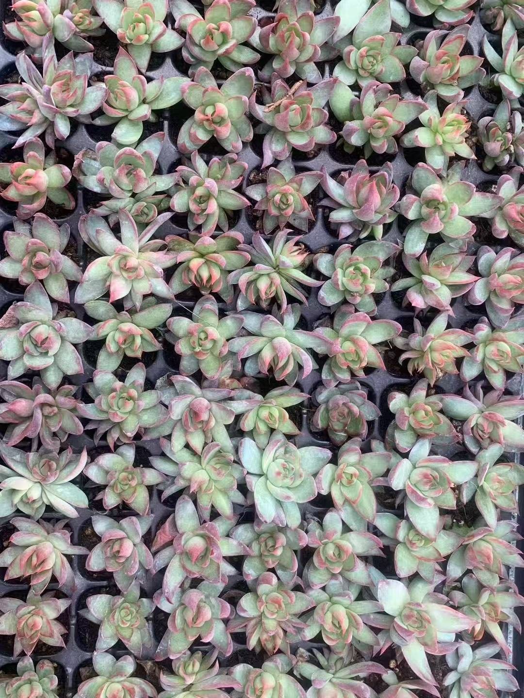 Echeveria 'Casio'