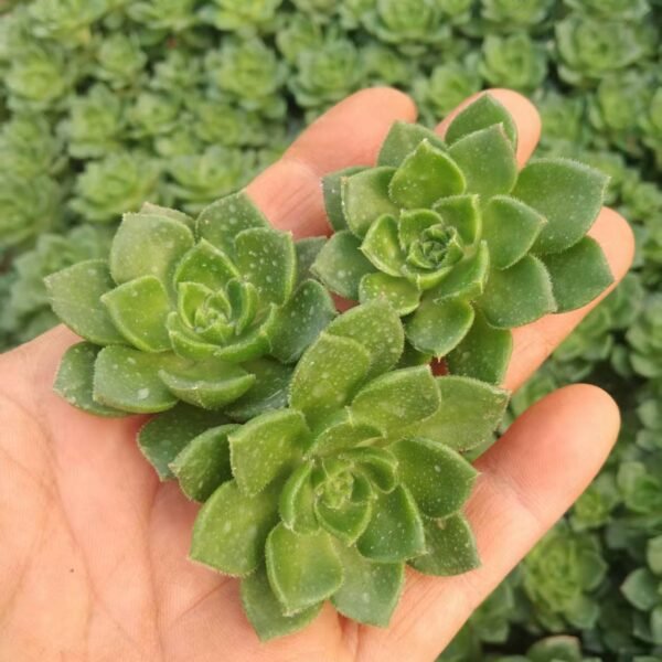 185. xSedeveria ‘Letizia’