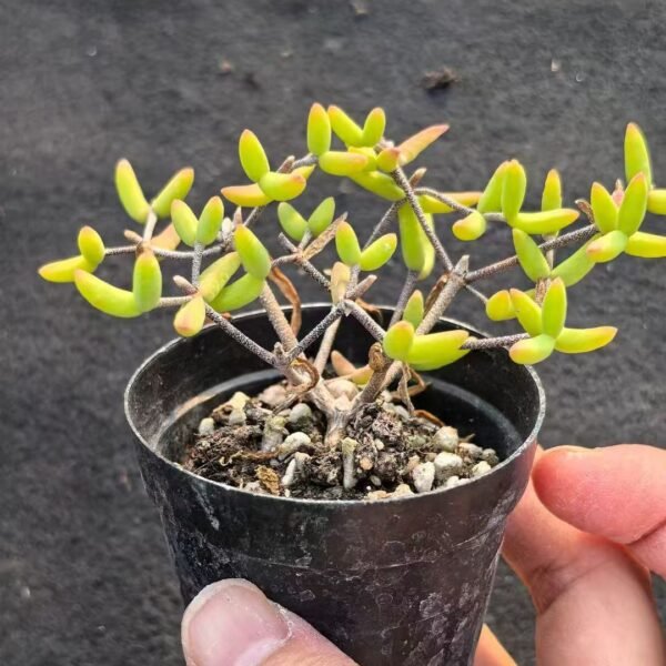 011. Echeveria ‘Banana’