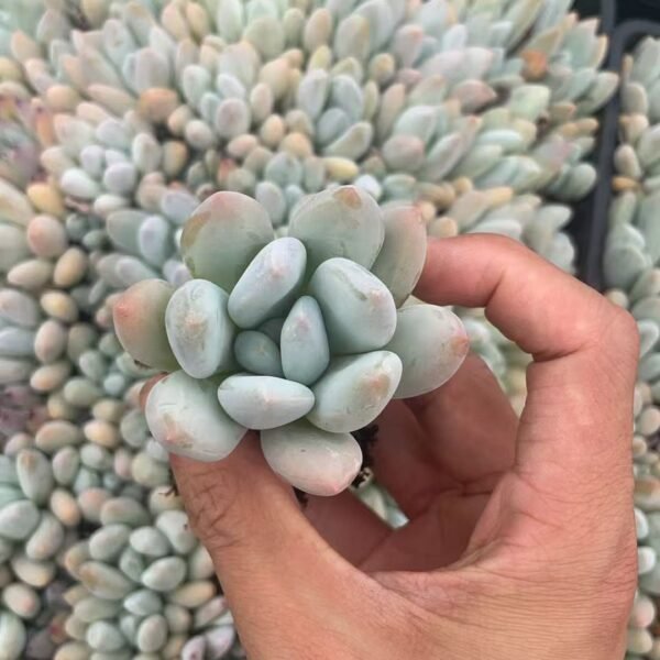 076. Pachyveria ‘Elaine Reinelt’