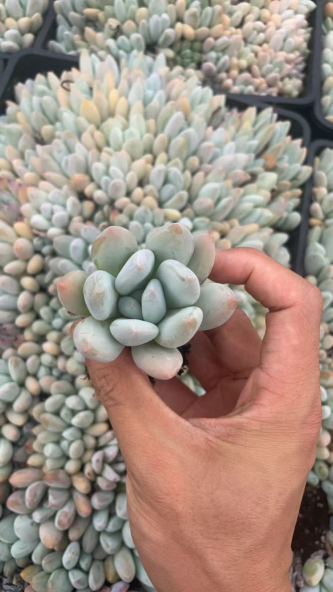 Pachyveria 'Elaine Reinelt'
