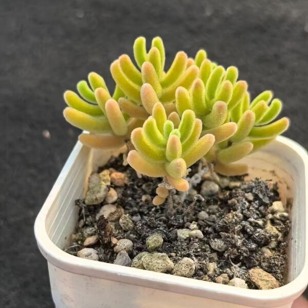 044. Echeveria ‘Orange Leaf’