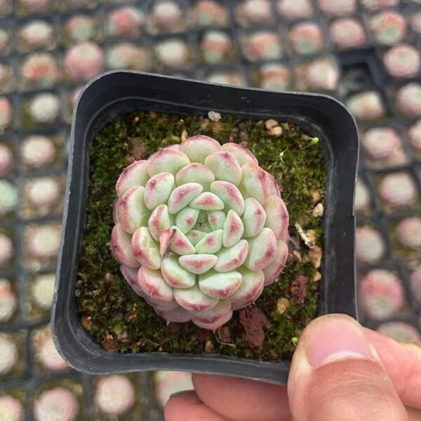 045. Echeveria ‘Phoenix Monroe’
