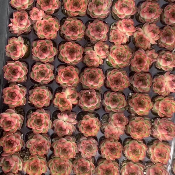 166. Echeveria ‘Moon Stone’