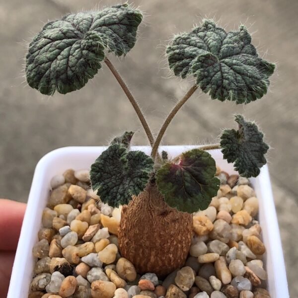004. Pelargonium barklyi