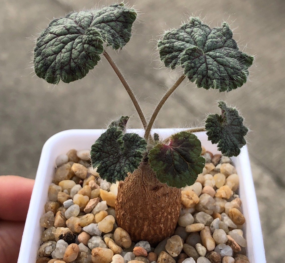 Pelargonium barklyi