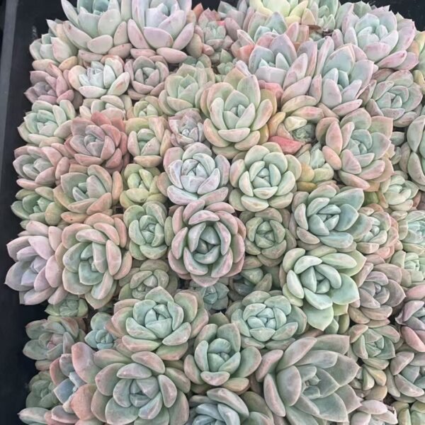 014. Echeveria ‘Ice green’