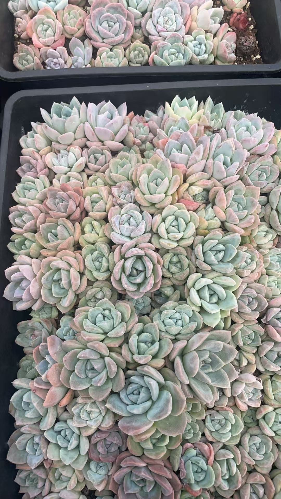 Echeveria 'Ice green'