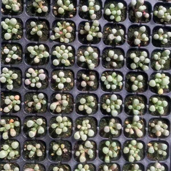 178. Fenestraria rhopalophylla
