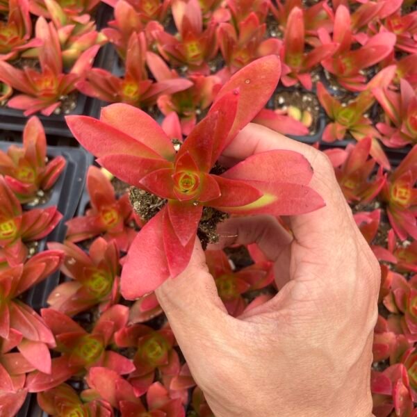143. Crassula capitella ‘Campfire’