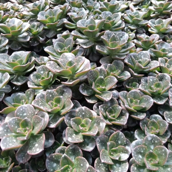 169. Echeveria ‘Melaco’