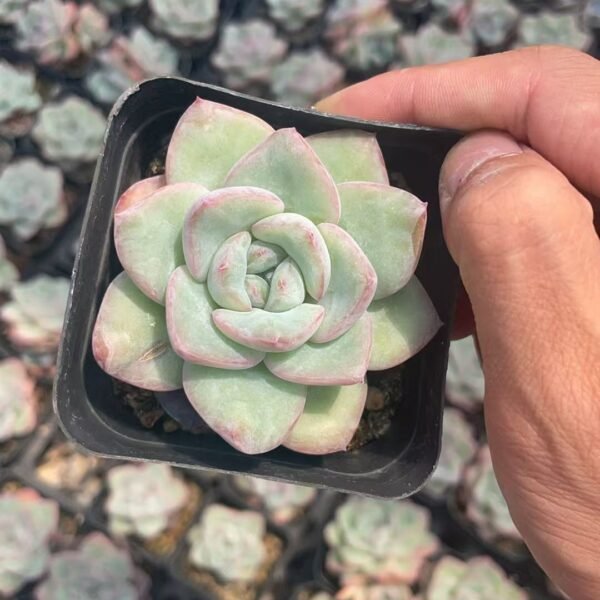 107. Echeveria ‘Choux Cream’