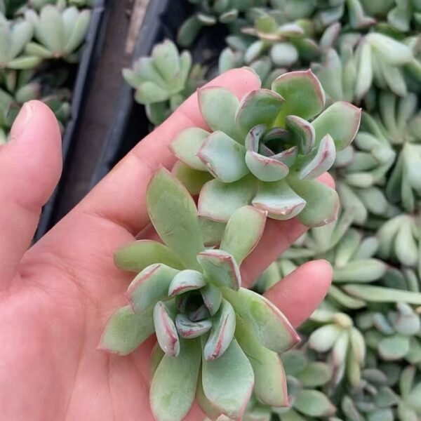 127. Echeveria ‘Lotus’