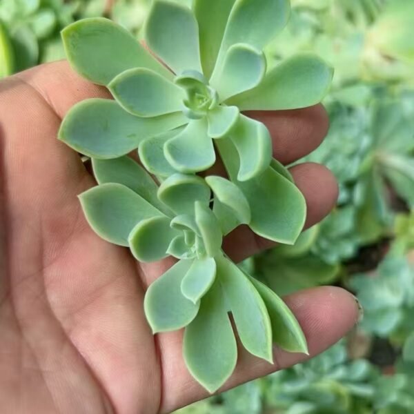 200. Echeveria ‘Pansy’