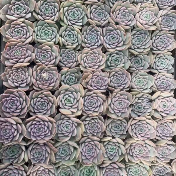 198. Echeveria ‘Amazing Grace’