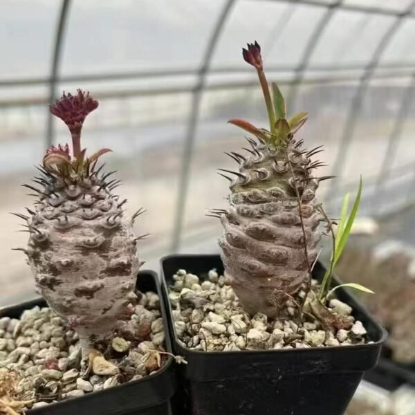 003. Euphorbia pachypodioides